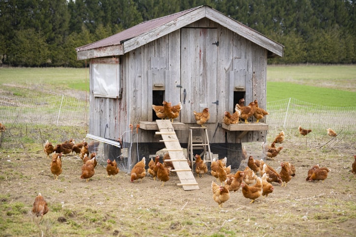 How Big Of A Coop Do You Need For 30 Chickens