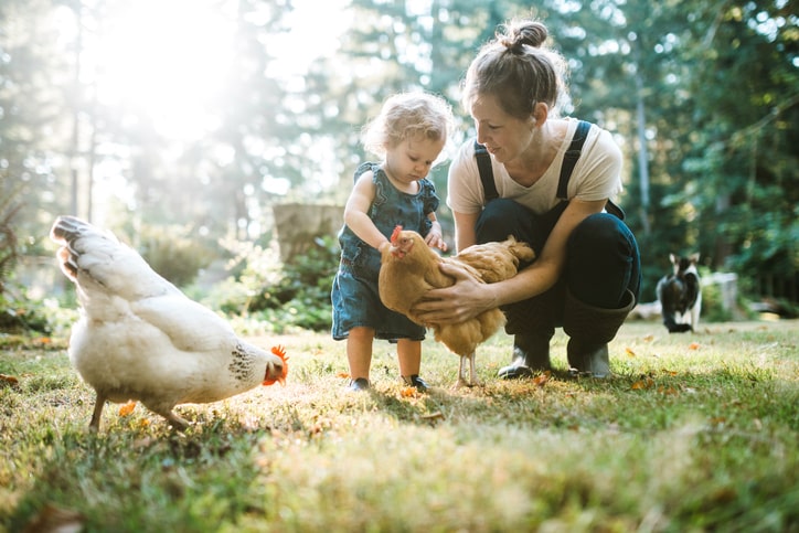 petting chickens