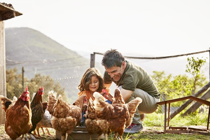 happy chickens eating feed