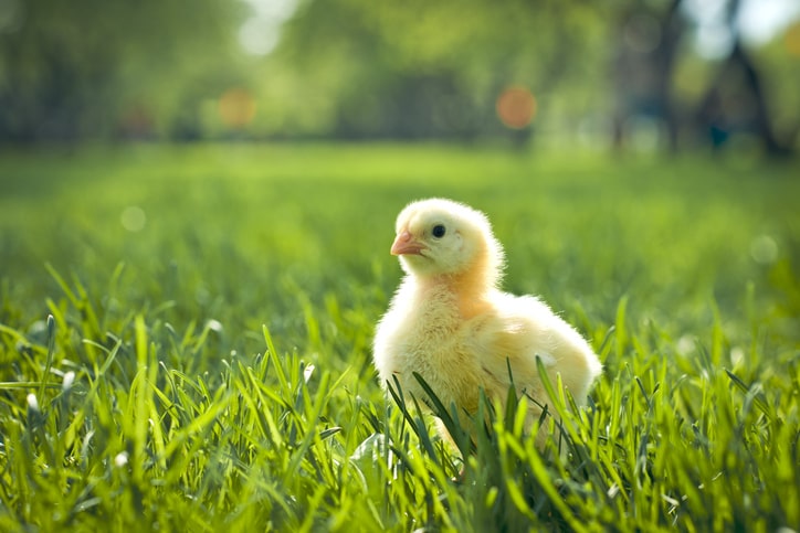 spring chicken standing in grass