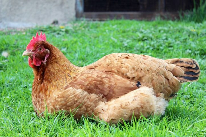 Why Do Chickens Squat or Crouch Down?