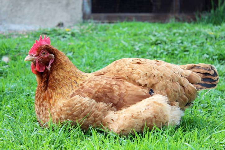 chicken laying in grass