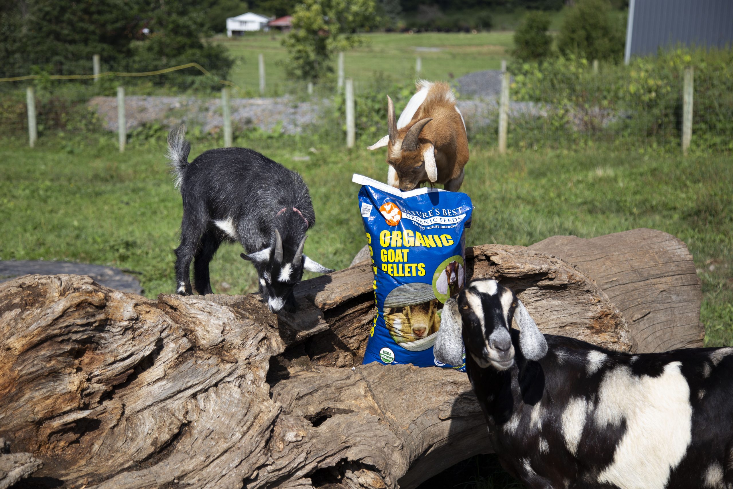 Organic Goat Feed Goat Pellets Nature s Best Organic