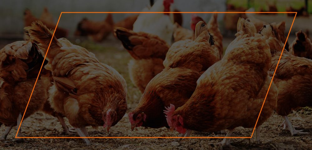 How to Deal With a Violent Chicken or Rooster