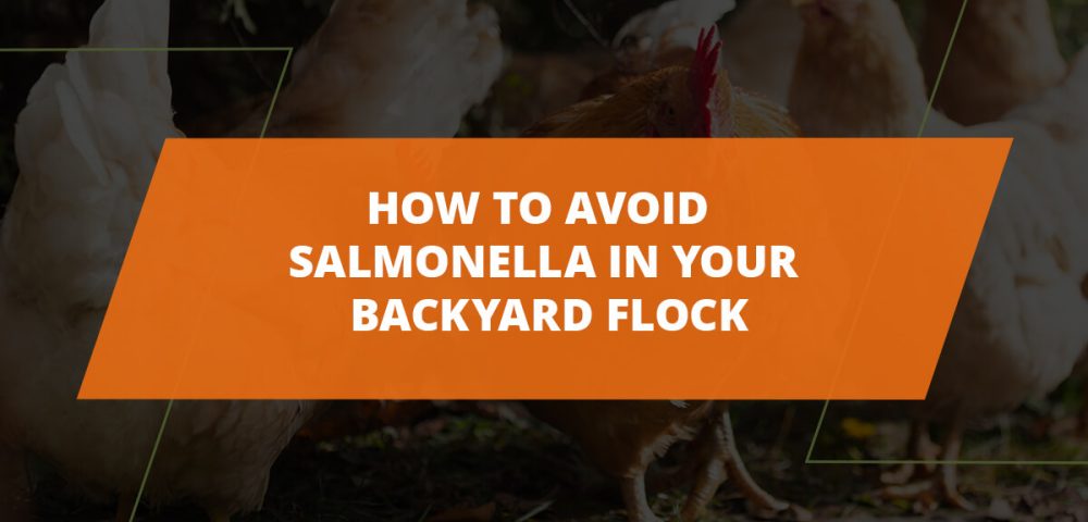 How To Avoid Salmonella In Your Backyard Flock