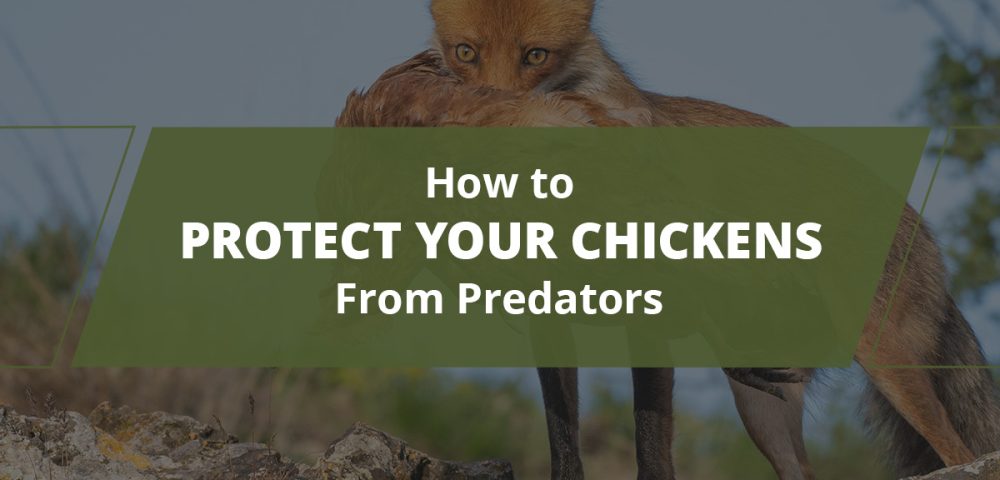 How to Protect Your Chickens From Predators