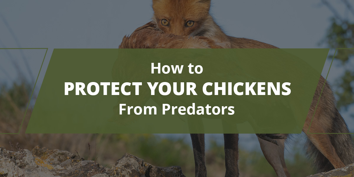 How to Protect Your Chickens From Predators | Nature's Best Organic Feeds