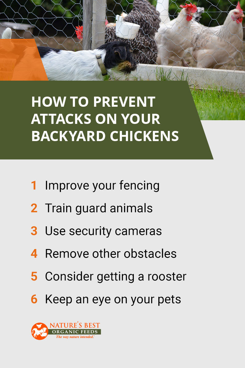 How To Protect Your Chickens From Predators Natures Best 