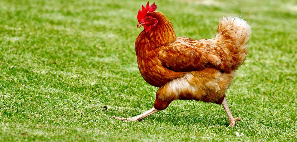 Most Popular Breeds of Chickens