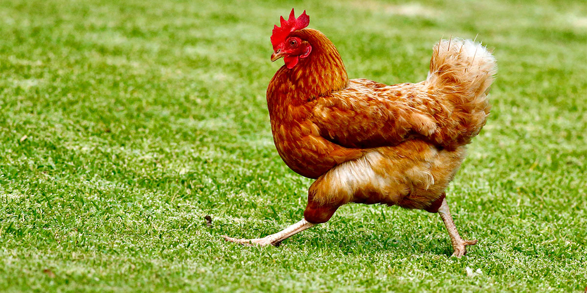 Most Popular Chicken Breeds  Nature's Best Organic Feeds