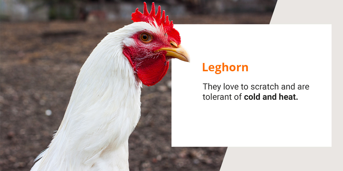 Popular Chicken Breeds