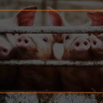 Best Living Situations for Pigs