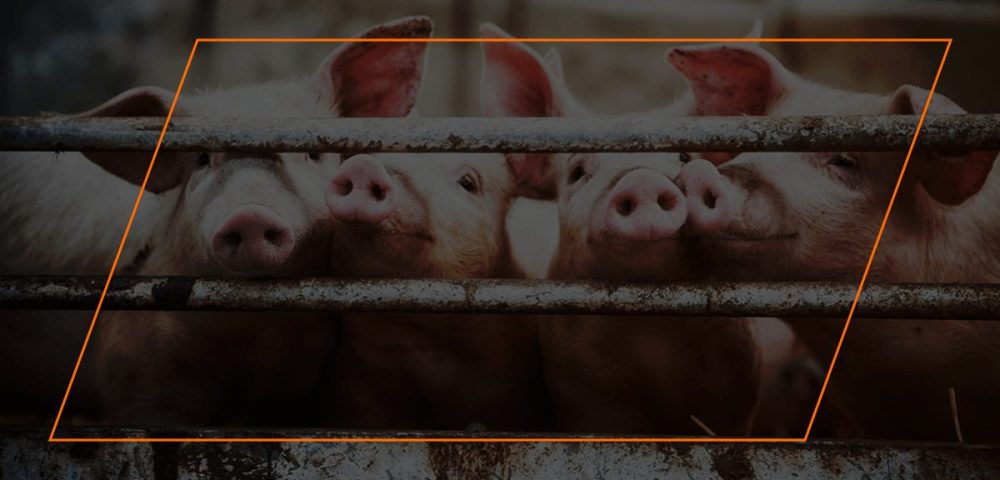 Best Living Situations for Pigs