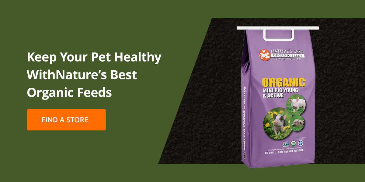 Keep Your Pet Healthy With Nature’s Best Organic Feeds