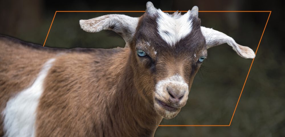 What Causes a Goat to Faint