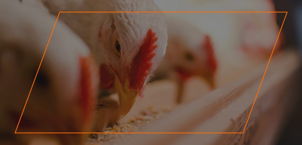 Are Scratch Grains Good for Chickens?