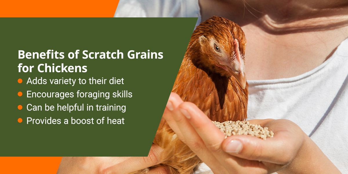 are-scratch-grains-good-for-chickens-blog-nature-s-best