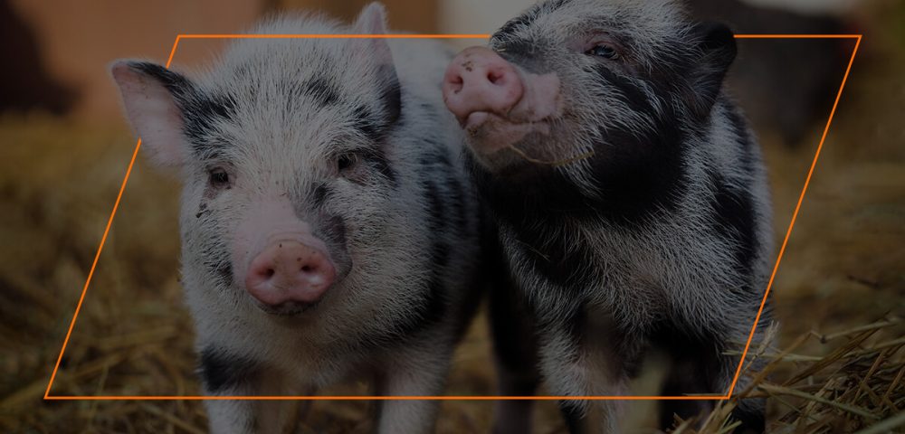 What Pigs Can and Can’t Eat