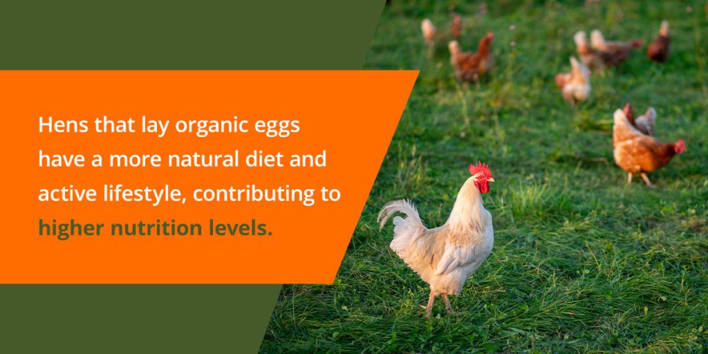 What Are Organic Eggs? | Nature's Best Organic Feeds