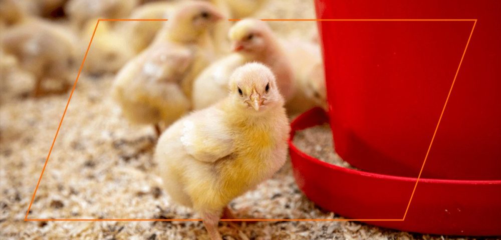 Things You Need To Know About Feeding Baby Chicks