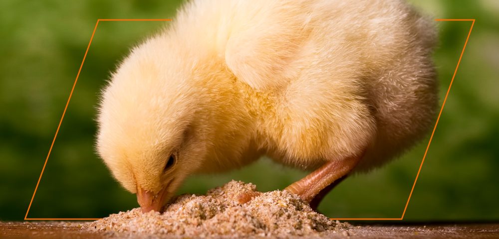 Types of Food Baby Chicks Can and Cannot Eat