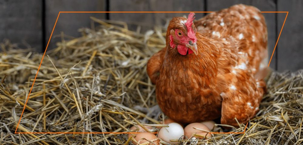 What Age Do Chickens Start Laying Eggs?