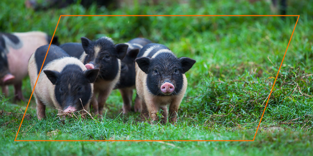Piglets Grazing on Grass